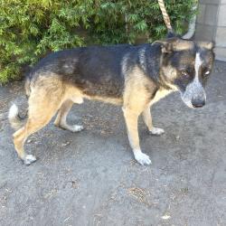 Found/Stray Male Dog last seen CHITTICK FIELD 1900 Walnut Ave, Long Beach, CA 90806, Long Beach, CA 90806