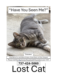 Lost Male Cat last seen Ladera creek Trace, Conroe, TX 77301