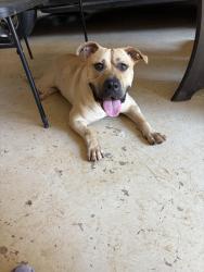 Reunited Male Dog last seen Near wrexham dr, Snellville, GA 30039