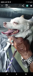 Reunited Male Dog last seen Sunset Park in the park, Las Vegas Valley, NV 89120