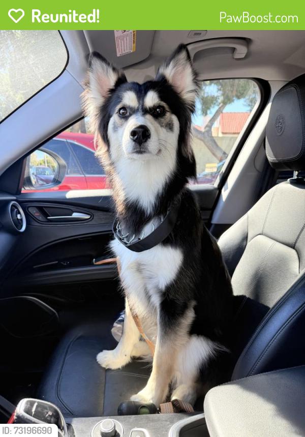 Reunited Male Dog last seen Near Valley Central Way Lancaster, CA 93536 United States, Lancaster, CA 93536