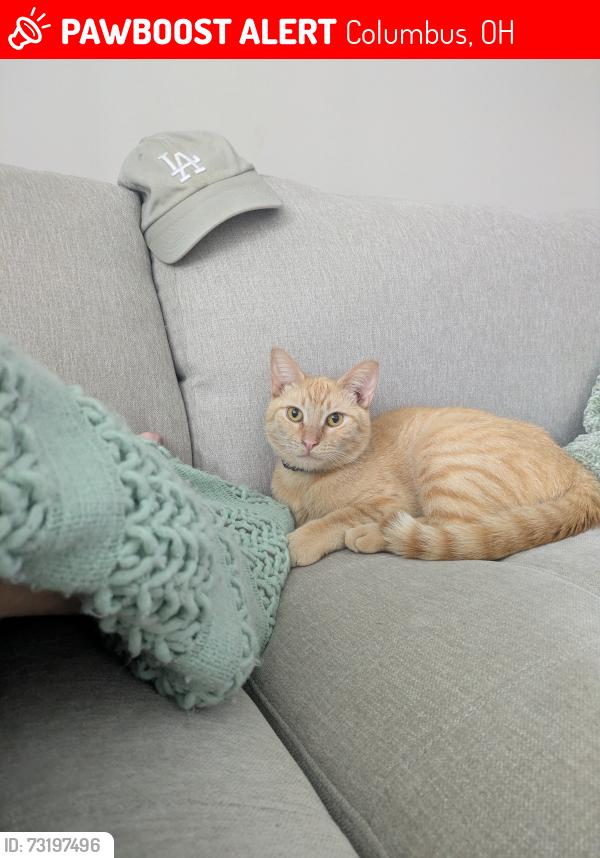 Lost Male Cat last seen Wexford lakes apmts, Columbus, OH 43228