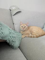 Lost Male Cat last seen Wexford lakes apmts, Columbus, OH 43228