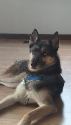 Lost Male Dog last seen Near Alpine ter new Richmond oh, New Richmond, OH 45157