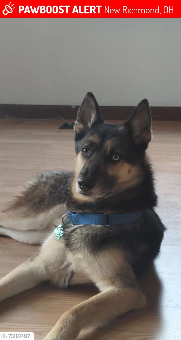 Lost Male Dog last seen Near Alpine ter new Richmond oh, New Richmond, OH 45157