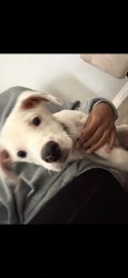 Reunited Male Dog last seen 41st San Diego, San Diego, CA 92101