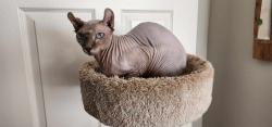 Reunited Male Cat last seen I95 and Blue Herrin, Riviera Beach, FL 33404