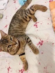 Reunited Male Cat last seen Near St rose of Lima field, Freehold, NJ 07728