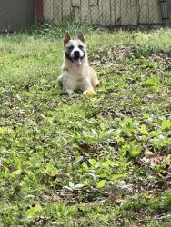 Lost Male Dog last seen OLD Alabama rd, magnolia rd, Austell, GA 30168