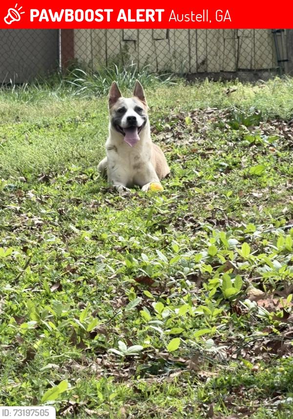 Lost Male Dog last seen OLD Alabama rd, magnolia rd, Austell, GA 30168