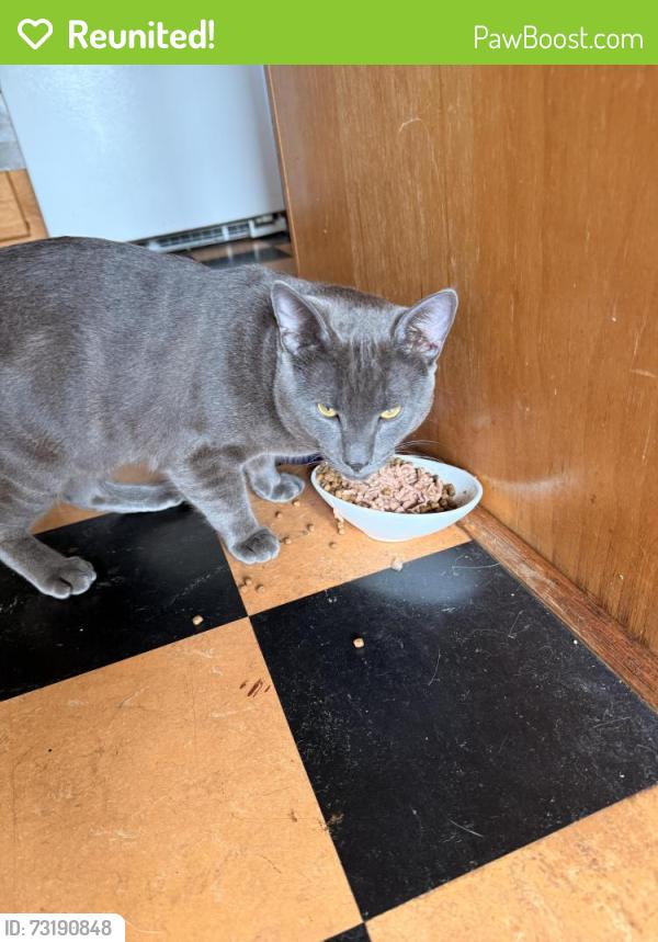 Reunited Male Cat last seen Near 24th Ave E, Seattle Washington 98112, Seattle, WA 98122