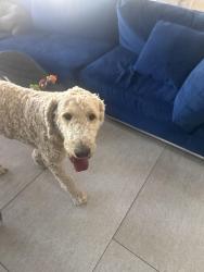 Found/Stray Male Dog last seen Near Torrey hills dog park, San Diego, CA 92130