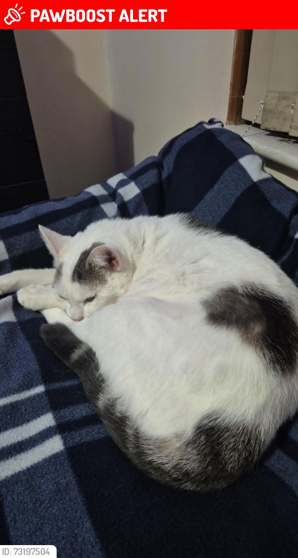 Lost Female Cat last seen Townley Gardens, Handsworth, England B6 6LP