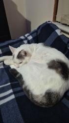 Lost Female Cat last seen Townley Gardens, Handsworth, England B6 6LP