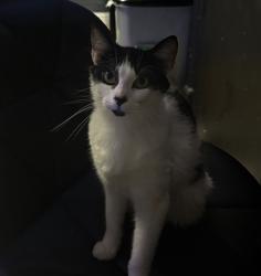 Lost Female Cat last seen Edinburgh, East Lothian, Scotland EH32 0QF