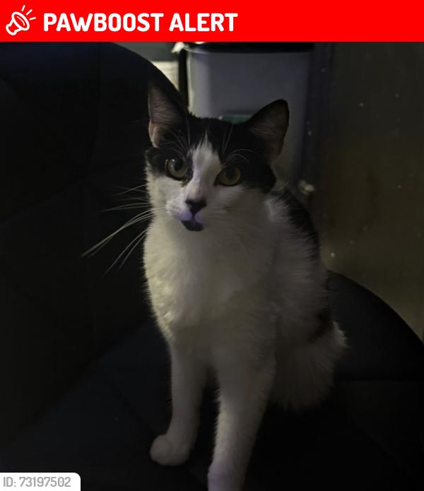 Lost Female Cat last seen Edinburgh, East Lothian, Scotland EH32 0QF