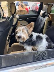 Reunited Male Dog last seen 102nd Ave, Greeley, CO 80634, USA, Greeley, CO 80634