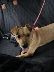 Reunited Male Dog last seen Songbird Street x Taxahaw Rd, Lancaster, SC 29720
