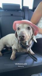 Lost Female Dog last seen Deardorff Stable, Versailles, KY 40383