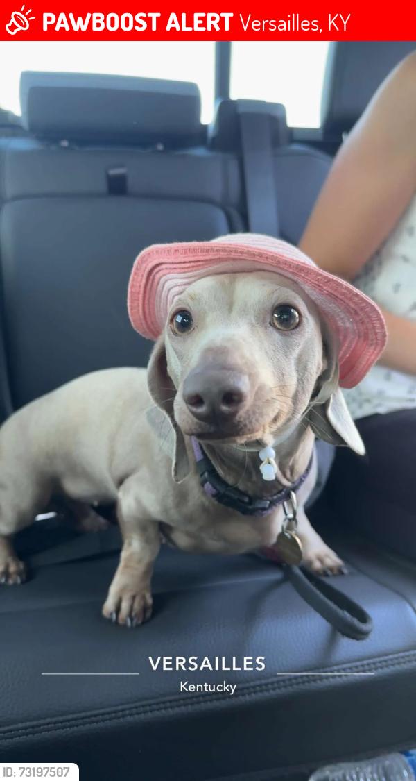 Lost Female Dog last seen Deardorff Stable, Versailles, KY 40383