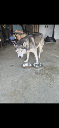 Found/Stray Male Dog last seen Hanover Court apmts Area, Asheboro, NC 27203