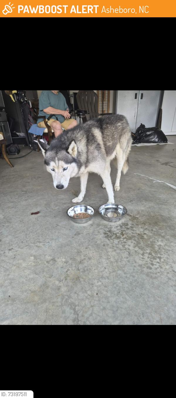 Found/Stray Male Dog last seen Hanover Court apmts Area, Asheboro, NC 27203