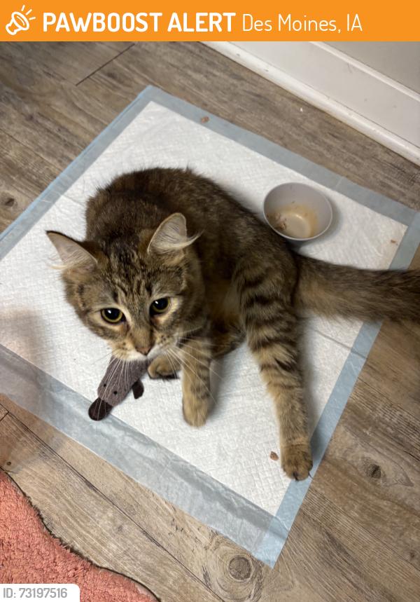 Found/Stray Female Cat last seen The pointe on fleur, Des Moines, IA 50321