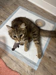 Found/Stray Female Cat last seen The pointe on fleur, Des Moines, IA 50321