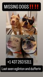 Lost Female Dog last seen Near Holmesdale Rd Toronto ON M6E 1Y2 Canada, Toronto, ON M6E 4C2