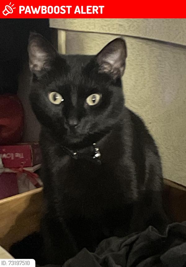 Lost Female Cat last seen Silver circle and Dixie hwy, Waterford Township, MI 48328
