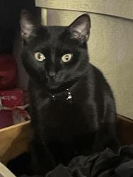 Lost Female Cat last seen Silver circle and Dixie hwy, Waterford Township, MI 48328