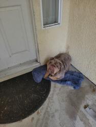 Reunited Male Dog last seen Los Arbolitos Blvd and Pala Dr, Oceanside, CA 92058