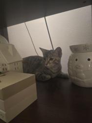 Reunited Unknown Cat last seen S Theodore St and Lourdes St near St Bernadette's church, Appleton, WI 54915