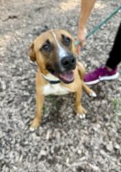 Shelter Stray Male Dog last seen Near Sharonton Drive Stone Mountain, 30083, 30083, GA, 3280 Chamblee Dunwoody Rd, Chamblee, GA 30341, USA
