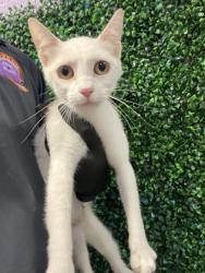 Shelter Stray Female Cat last seen Near Sinclair, CITY of El Paso, TX, 5001 Fred Wilson Ave, El Paso, TX 79906, USA