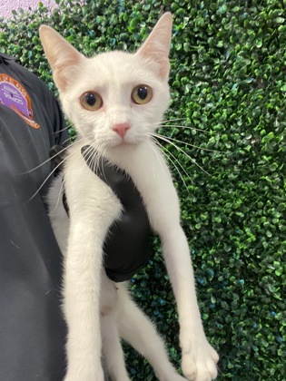 Shelter Stray Female Cat last seen Near Sinclair, CITY of El Paso, TX, 5001 Fred Wilson Ave, El Paso, TX 79906, USA