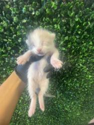 Shelter Stray Unknown Cat last seen Near Sinclair, CITY of El Paso, TX, 5001 Fred Wilson Ave, El Paso, TX 79906, USA