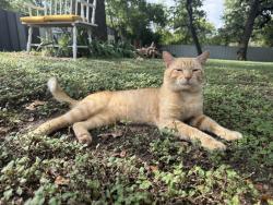 Lost Male Cat last seen Montague St, Foard St, Nolan St, Fort Worth, TX 76119