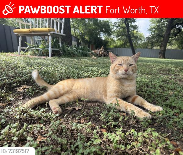 Lost Male Cat last seen Montague St, Foard St, Nolan St, Fort Worth, TX 76119