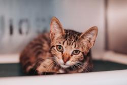 Shelter Stray Male Cat last seen Near Oakhurst Drive, Mt. Pleasant, SC, 2455 Remount Rd, North Charleston, SC 29406, USA
