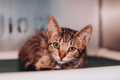 Shelter Stray Male Cat last seen Near Oakhurst Drive, Mt. Pleasant, SC, 2455 Remount Rd, North Charleston, SC 29406, USA