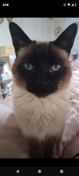 Reunited Female Cat last seen Ann and valley, North Las Vegas, NV 89031