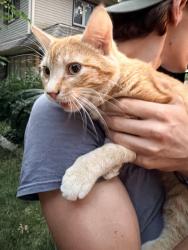 Reunited Male Cat last seen Heritage park, Arlington Heights, IL 60005