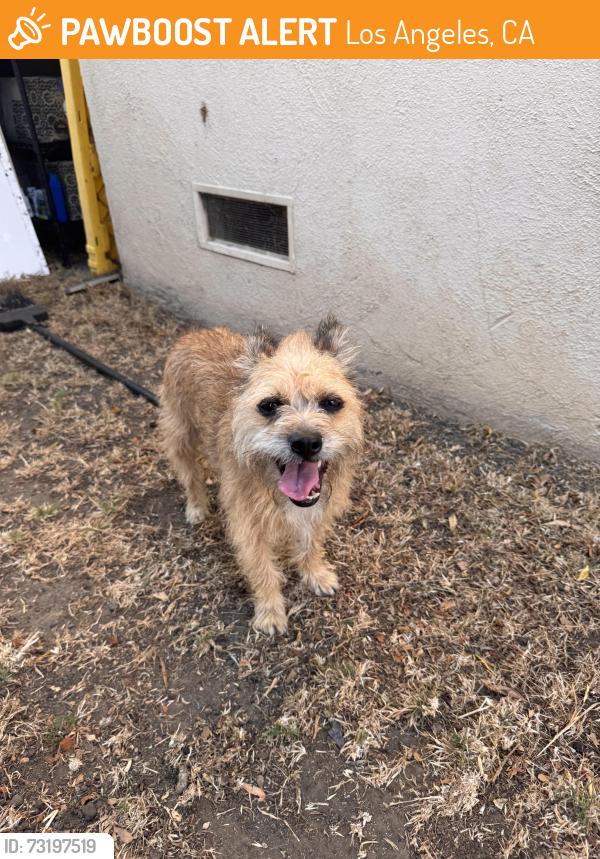 Found/Stray Male Dog last seen Lincoln and Harrison, Los Angeles, CA 90291