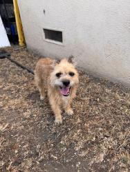 Found/Stray Male Dog last seen Lincoln and Harrison, Los Angeles, CA 90291