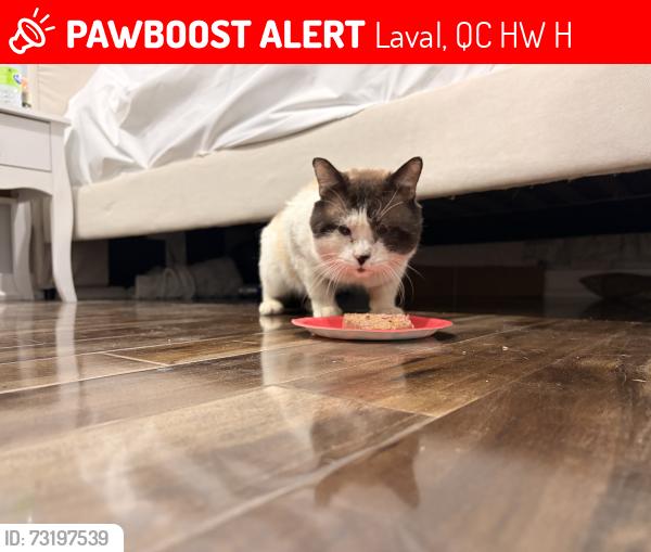Lost Male Cat last seen Samson, Laval, QC H7W 3H1