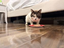Lost Male Cat last seen Samson, Laval, QC H7W 3H1