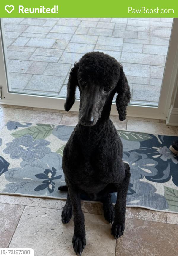 Reunited Male Dog last seen Cijon st and paseo montril, San Diego, CA 92129