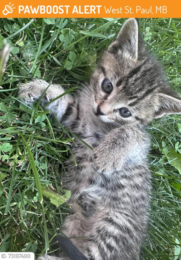 Found/Stray Unknown Cat last seen Near Parkview Pointe Drive & Elm Drive, West St. Paul, MB 