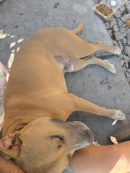 Lost Male Dog last seen Main and owens, North Las Vegas, NV 89030